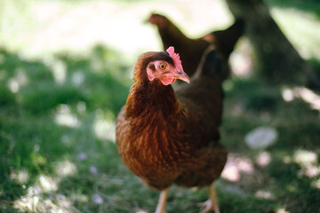 Hühner im Garten der Rasse Zwerg Welsumer