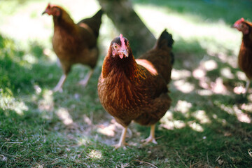 Hühner im Garten der Rasse Zwerg Welsumer