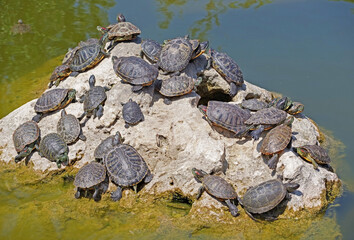 Obraz na płótnie Canvas turtles basking and swimming in the sun