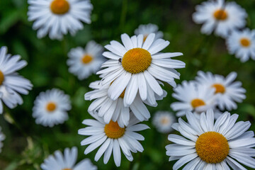 Obraz na płótnie Canvas White daisies in the garden. Flowering in the summer.