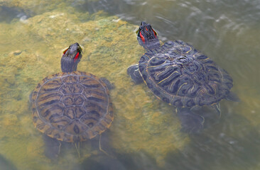 turtle swims in the muddy water of the lake
