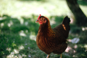 Hühner im Garten der Rasse Zwerg Welsumer