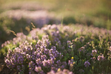 Close-up of wild thyme and yellow wild grass. The photo is taken during sunrise/ sunset and the light is warm and soft. - obrazy, fototapety, plakaty