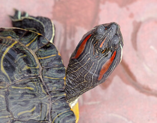 An image of Red Eared Turtle
