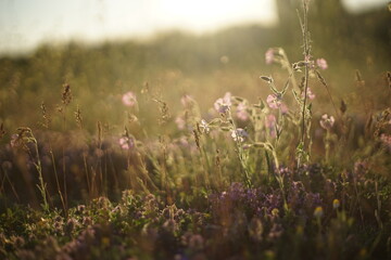 A close-up of wildflowers and wild grasses. The photo is taken during sunrise/sundown so the light is soft and warm.
