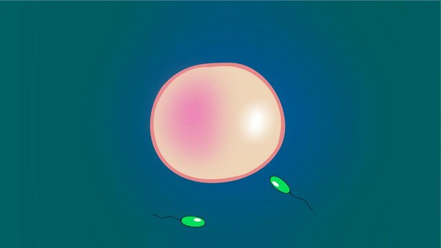 Spermz in race 06,
Sperm removes  the others,from egg.2D hand drawn animation.HD1080.