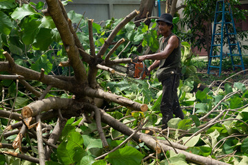 Naklejka premium Portrait of arbrist cutting the branches of golden teak tree by the chainsaw with motion blurred sawdust fly around