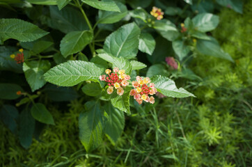 Colorful and beautiful lantana camara flowers blooming in garden, with lush leaves. Beautiful Pink and yellow Colorful Flower.