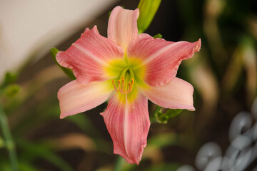 The first pink and yellow lily blooming in the Lily garden