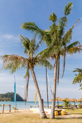 Naklejka premium palm trees on the beach, Koh Mak beach, Koh Mak Island , Thailand.