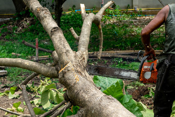 Closeup chainsaw cutting the log by chainsaw machine with sawdust fly around.