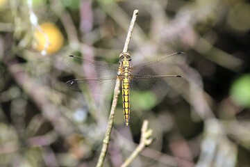 Dragonfly Orthetrum cancellatum on a dry twig