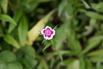 the last of the sweet William blossoms in the back garden