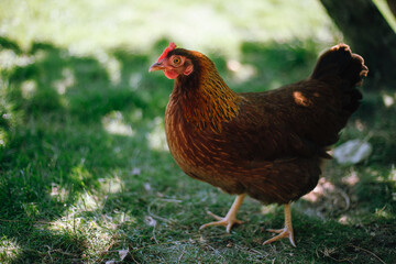 Hühner im Garten der Rasse Zwerg Welsumer