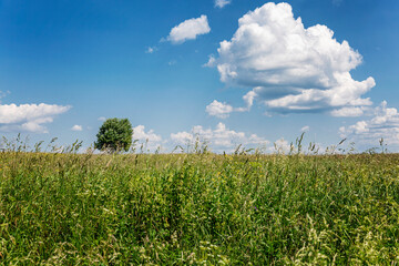 Green field with a lonely tree on a background of bright blue cloudy sky. Background. Space for text.