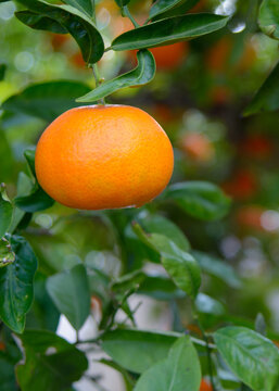 Mandarina de la variedad clemenvilla en el árbol pendiente de recolección. Valencia. España