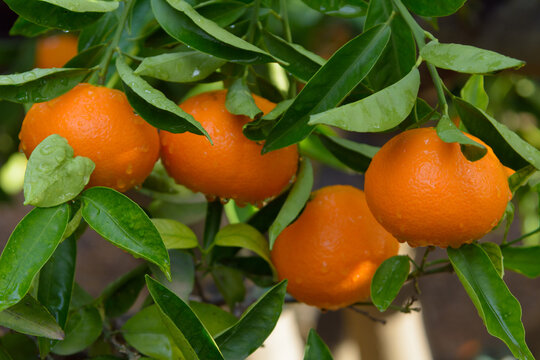 Mandarina de la variedad clemenvilla en el árbol pendiente de recolección. Valencia. España