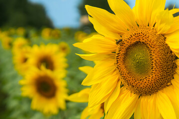 Obraz premium Close up of sunflower