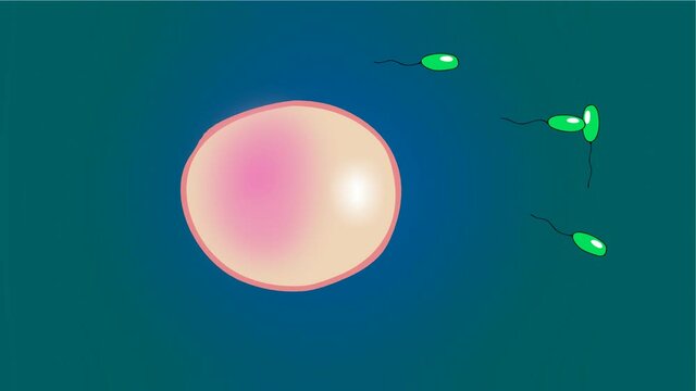 Spermz in race 07,
An egg defence herself.2D hand drawn animation.HD 1080.