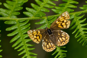Mariposa de color marrón (Hamearis lucina), con las alas abiertas tomando el sol sobre un helecho.