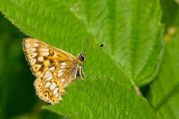 Fototapeta na wymiar Mariposa pequeña de color marrón y blanco ( Hamearis lucina), posada sobre la hoja verde.