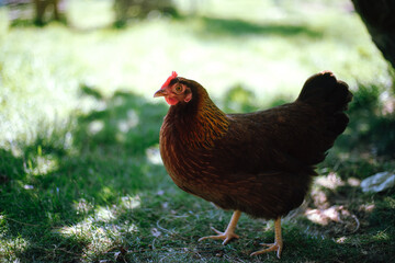 Hühner im Garten der Rasse Zwerg Welsumer