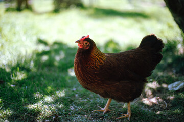 Hühner im Garten der Rasse Zwerg Welsumer