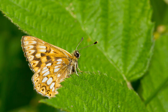 Mariposa pequeña de color marrón y blanco ( Hamearis lucina),  posada sobre la hoja verde.