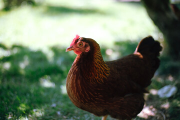 Hühner im Garten der Rasse Zwerg Welsumer