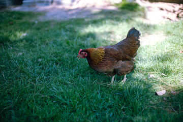 Hühner im Garten der Rasse Zwerg Welsumer