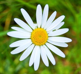 Obraz premium Chamomile