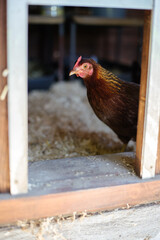 Hühner im Stall der Rasse Zwerg Welsumer