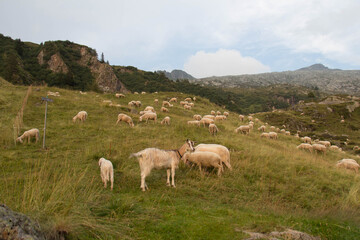 A goat and sheeps are grazing on a green slope, Lombardy, Italy.