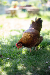 Hühner im Garten der Rasse Zwerg Welsumer