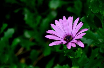 Obraz premium Purple flower