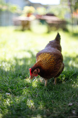 Hühner im Garten der Rasse Zwerg Welsumer