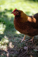 Hühner im Garten der Rasse Zwerg Welsumer