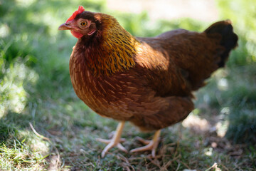 Hühner im Garten der Rasse Zwerg Welsumer