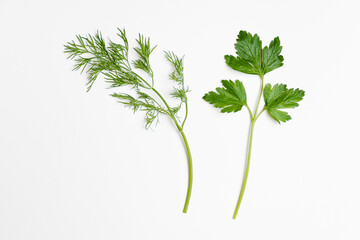 .Two fresh sprigs of parsley and dill on a white background