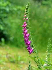 Roter Fingerhut (Digitalis Purpurea)
