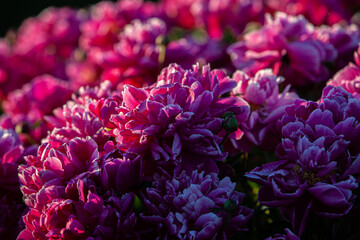 Bordo pink textured peony flowers in the sunset light.