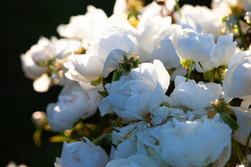 Doze of white expended peony flowers in sunset evening garden