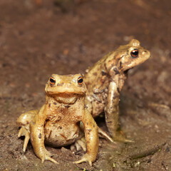 Close up of two common European toads in the wild