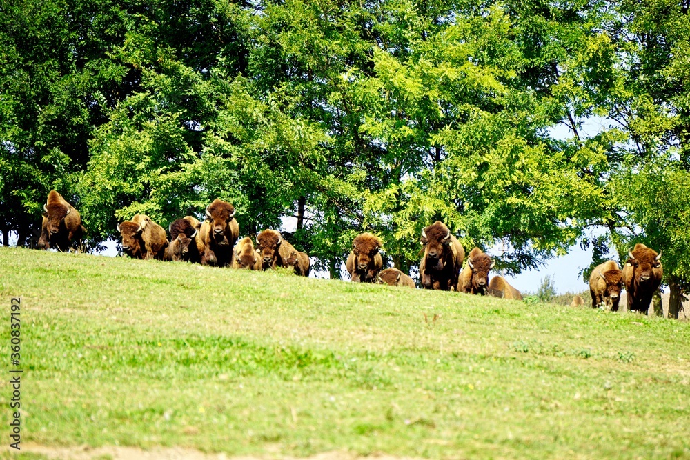 Wall mural herd of bison