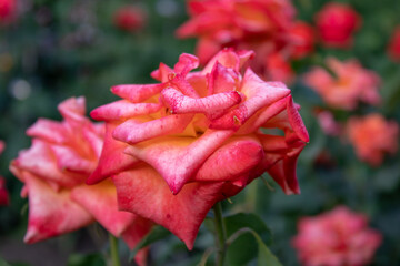 Fototapeta na wymiar A bush of bright raspberry roses on an early sunny morning.