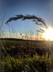 reeds at sunset