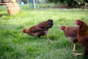 Hühner im Garten der Rasse Zwerg Welsumer