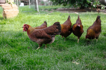 Hühner im Garten der Rasse Zwerg Welsumer