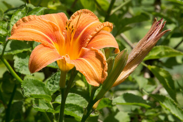 Blüte der orangen Taglilie
