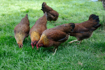 Hühner im Garten der Rasse Zwerg Welsumer